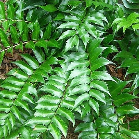 Japanese holly fern