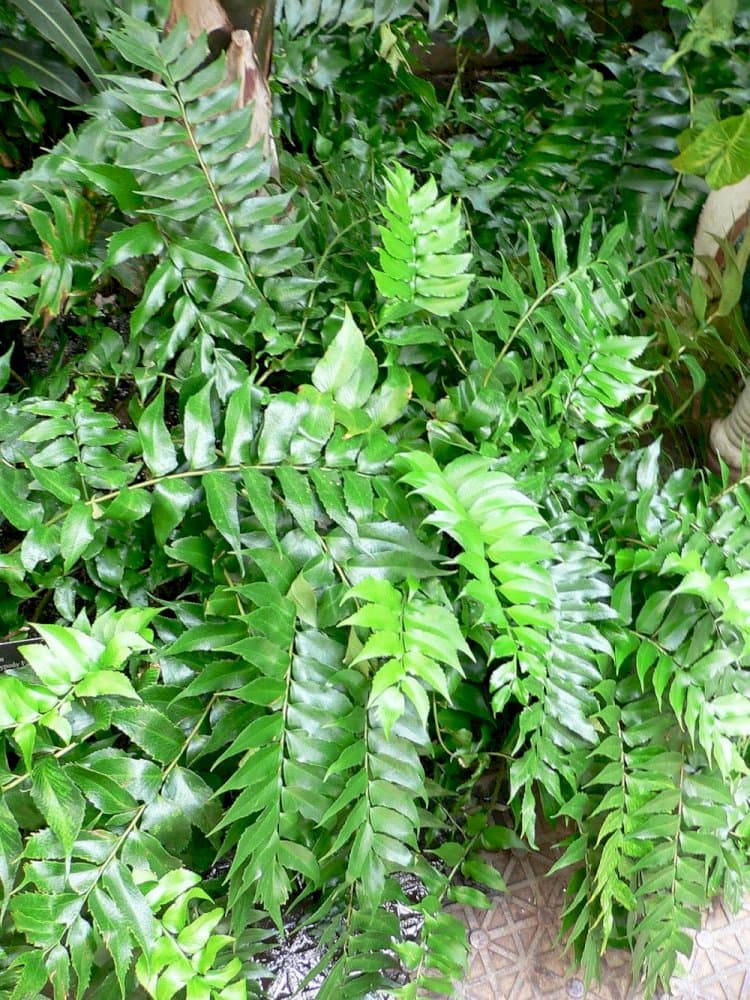 Japanese holly fern