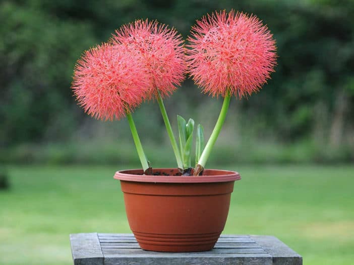 Katherine blood lily