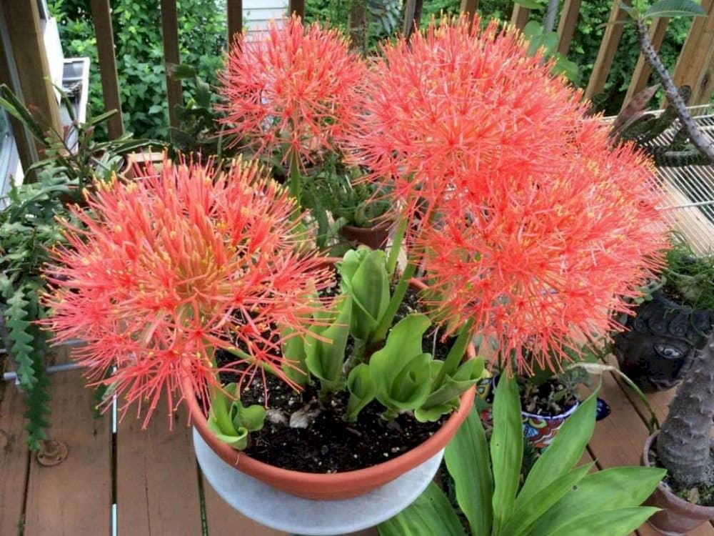 Katherine blood lily