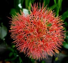 Katherine blood lily