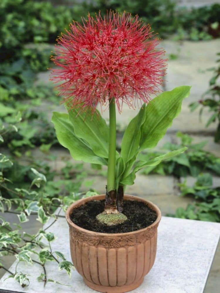 Katherine blood lily