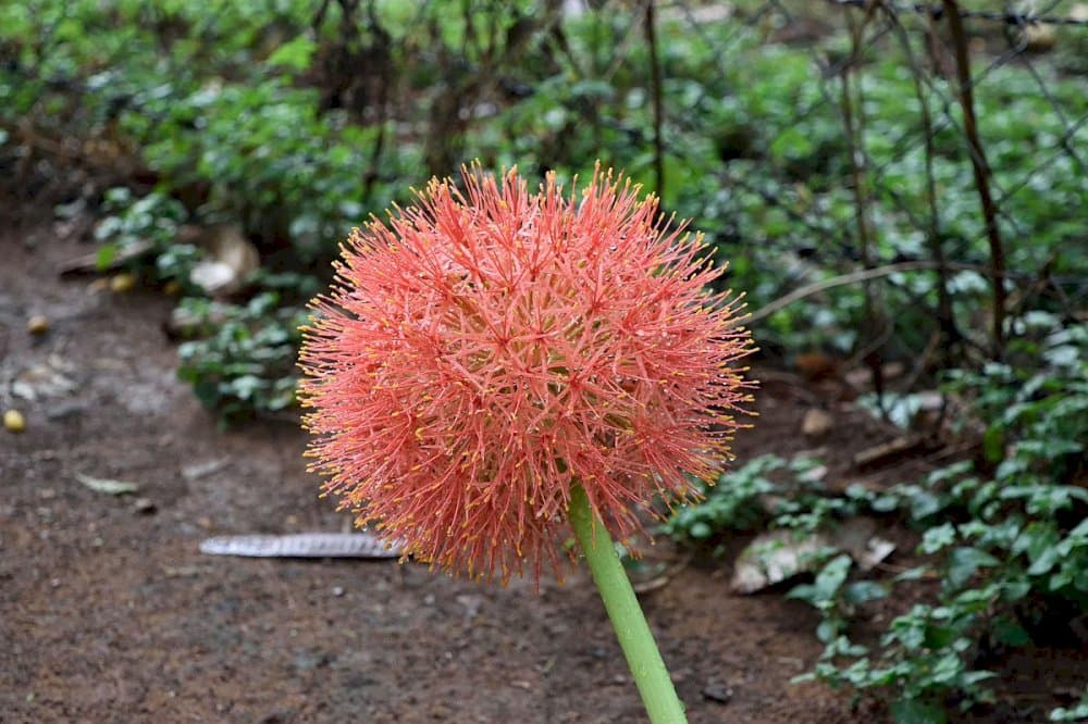 Katherine blood lily