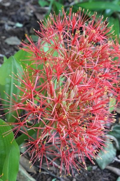 Katherine blood lily