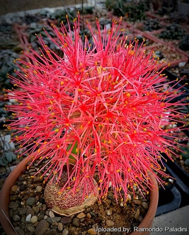 Katherine blood lily