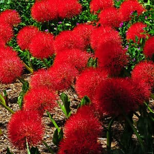 Katherine blood lily