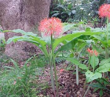 Katherine blood lily