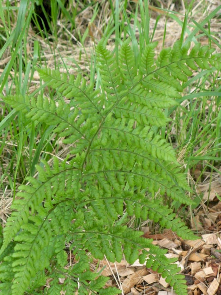 broad buckler fern 'Lepidota Cristata'