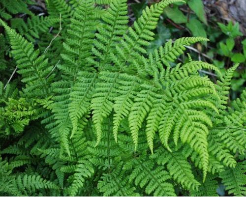 broad buckler fern 'Lepidota Cristata'