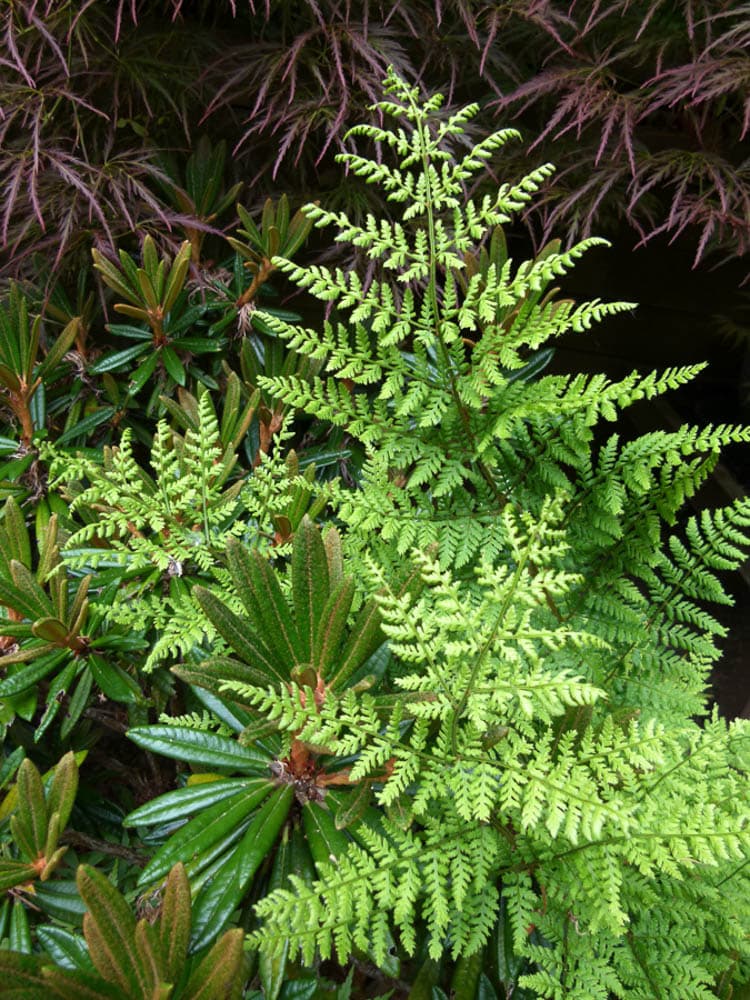 broad buckler fern 'Lepidota Cristata'