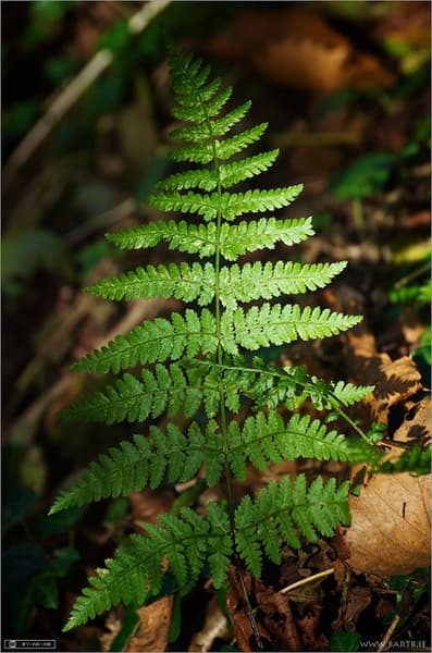 broad buckler fern 'Lepidota Cristata'