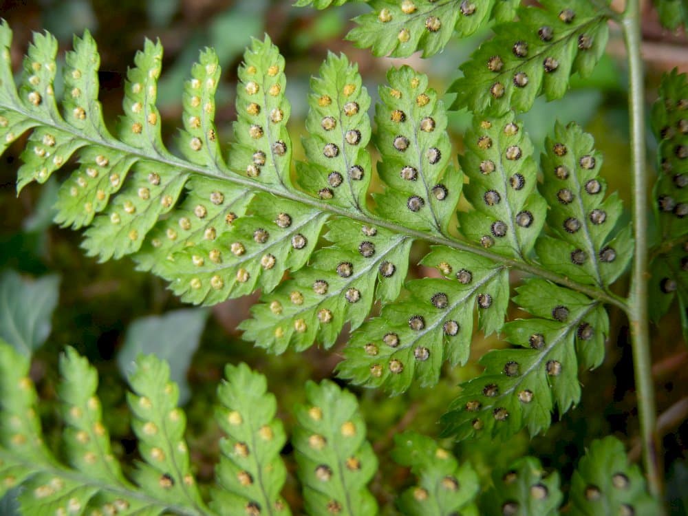 broad buckler fern 'Lepidota Cristata'