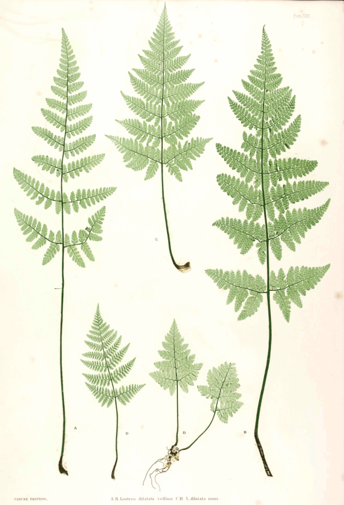 broad buckler fern 'Lepidota Cristata'