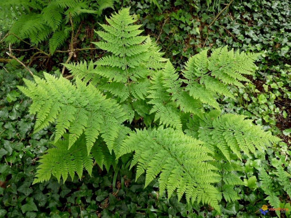 broad buckler fern 'Lepidota Cristata'