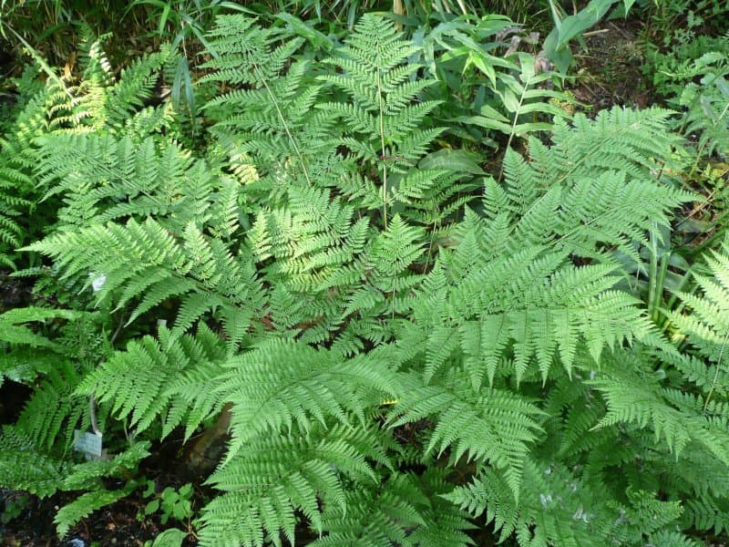 broad buckler fern 'Lepidota Cristata'