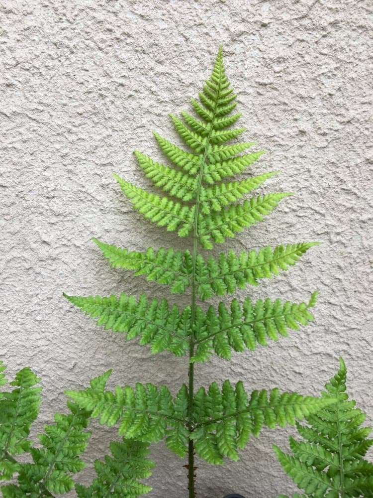 broad buckler fern 'Lepidota Cristata'