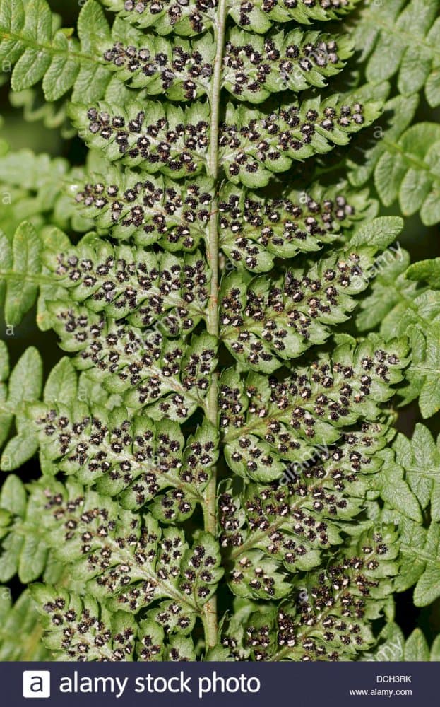 broad buckler fern