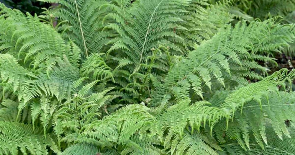 male fern 'Crispa Cristata'