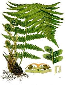 male fern 'Crispa Cristata'