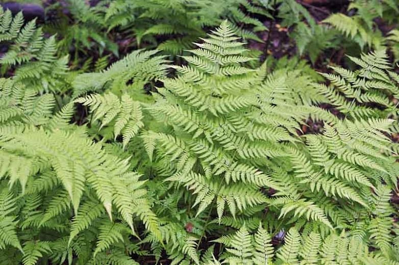 male fern 'Crispa Cristata'