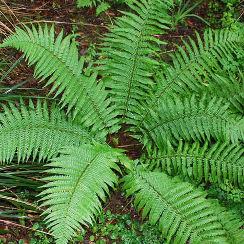 male fern 'Crispa Cristata'