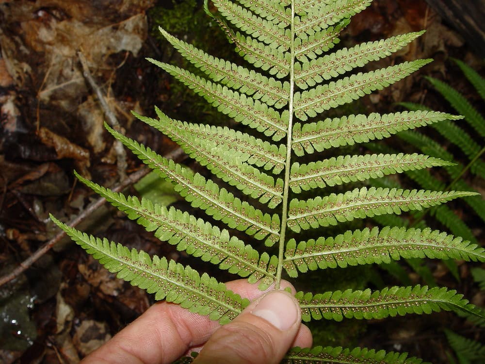 male fern 'Crispa Cristata'