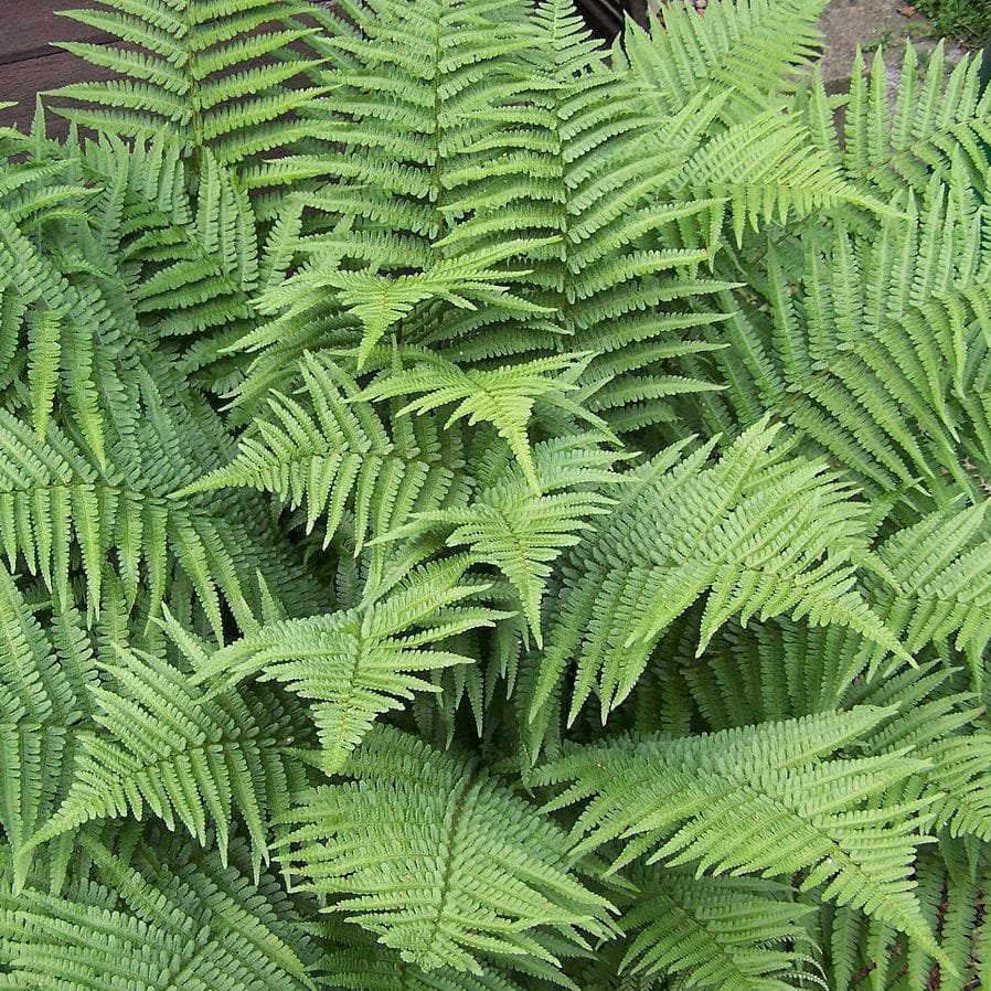 male fern 'Crispa Cristata'