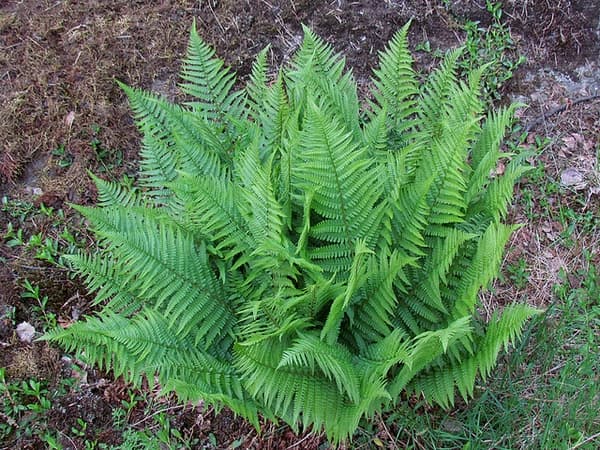 male fern 'Crispa Cristata'