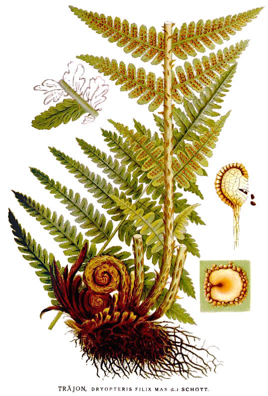 male fern 'Linearis Polydactyla'