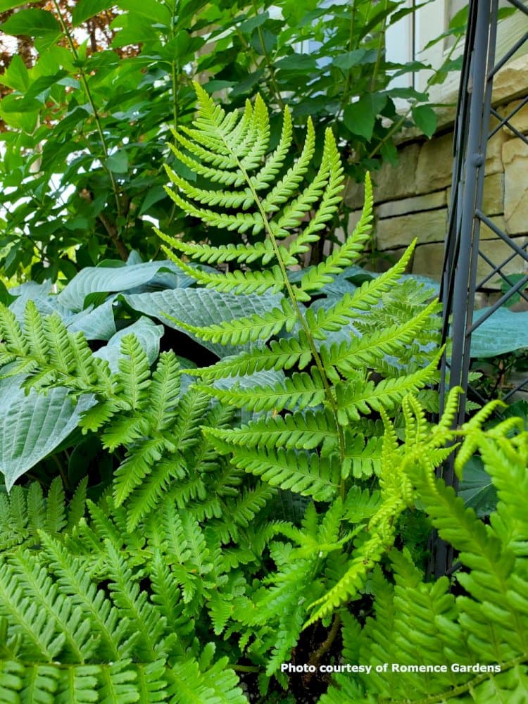 male fern 'Linearis Polydactyla'