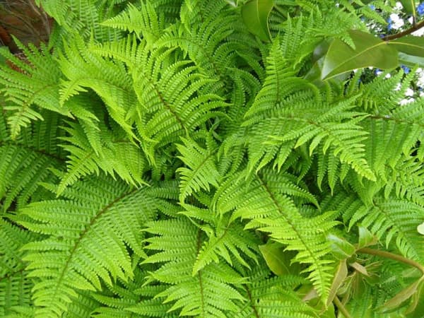 male fern 'Linearis Polydactyla'