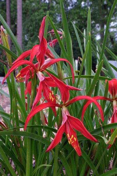 Aztec lily