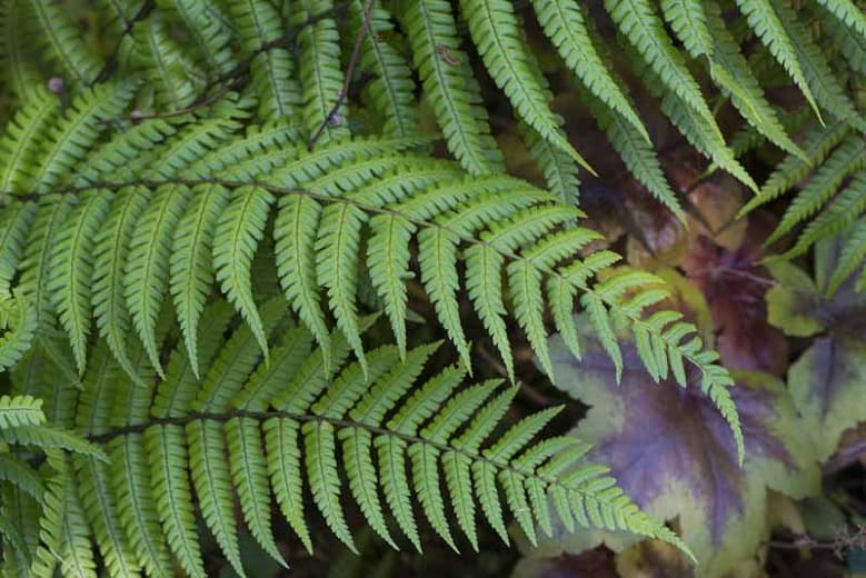 alpine wood fern