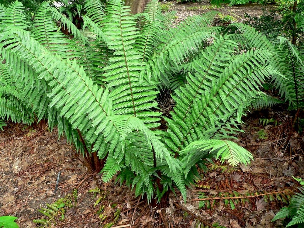 alpine wood fern