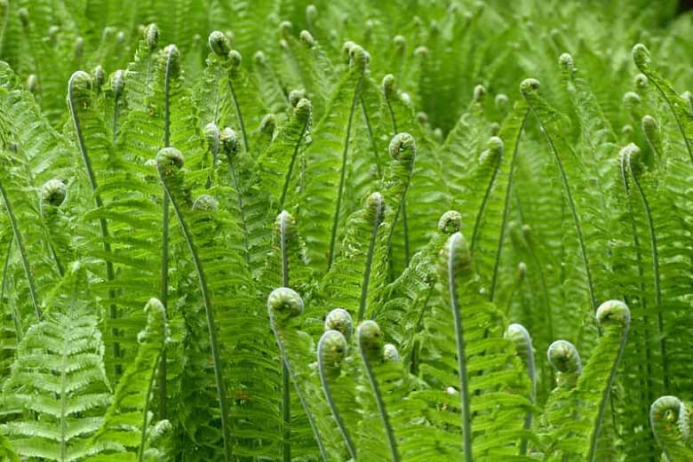 alpine wood fern