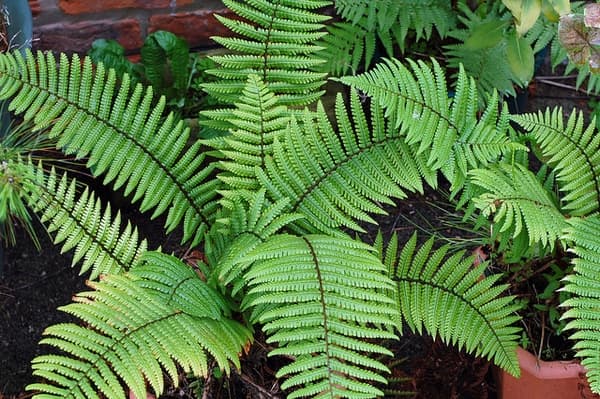 alpine wood fern