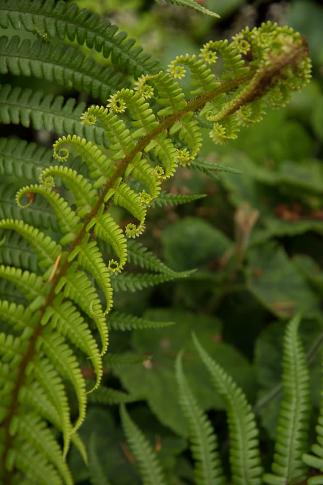 alpine wood fern