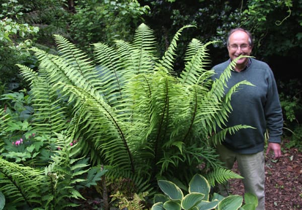 alpine wood fern