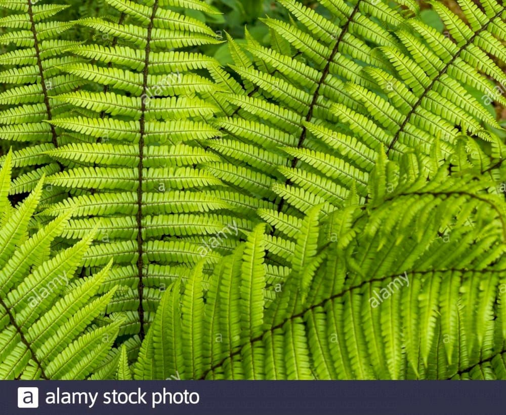 alpine wood fern