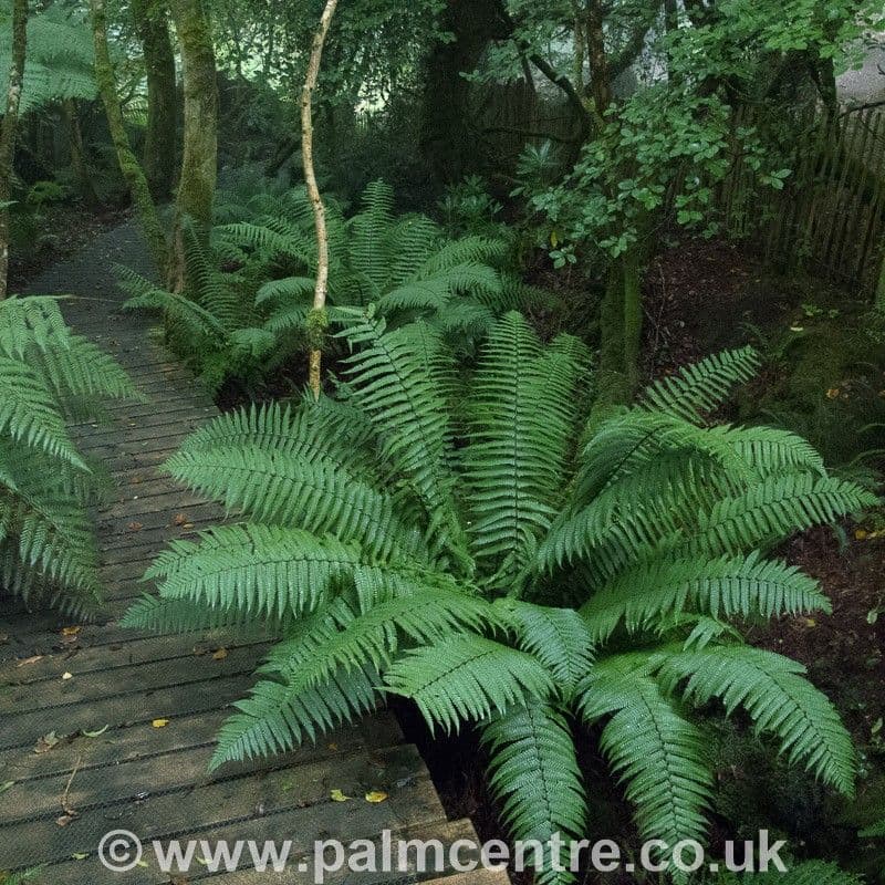 alpine wood fern