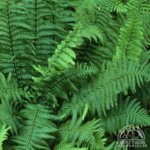 alpine wood fern