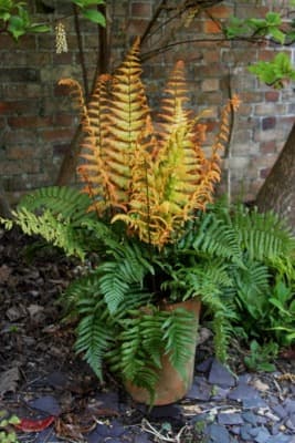 alpine wood fern