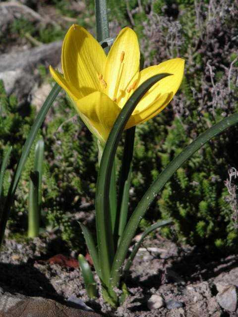 winter daffodil Angustifolia Group