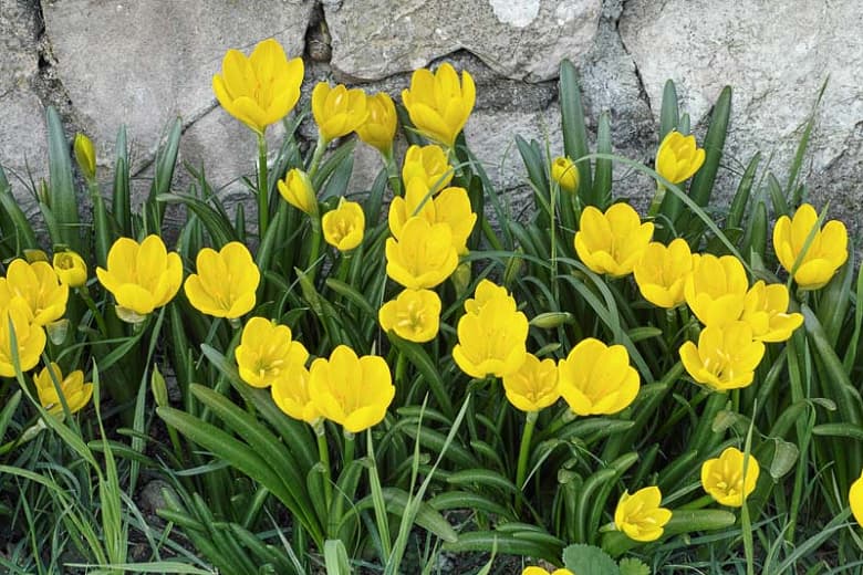 winter daffodil Angustifolia Group