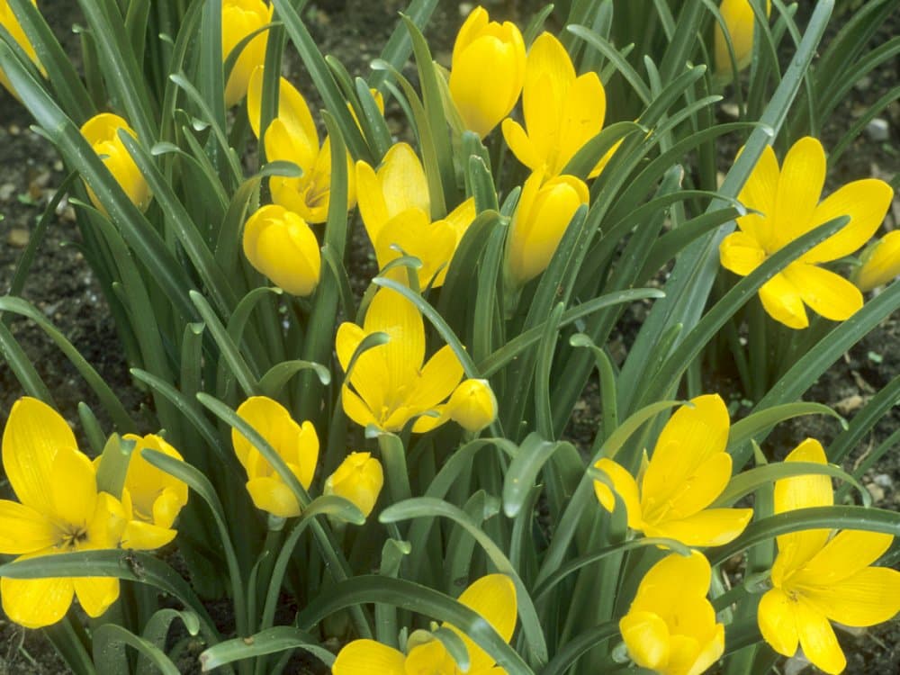 winter daffodil Angustifolia Group