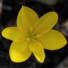 winter daffodil Angustifolia Group