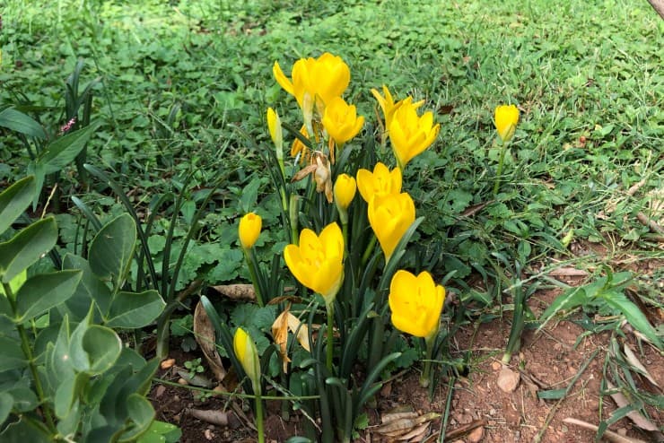 winter daffodil Angustifolia Group