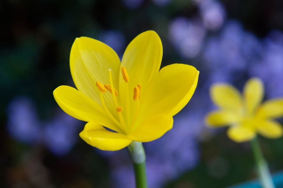 winter daffodil Angustifolia Group