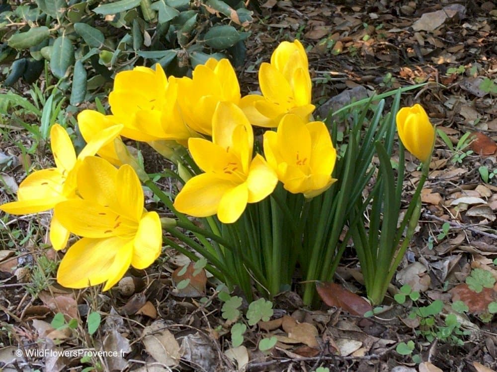 winter daffodil Angustifolia Group