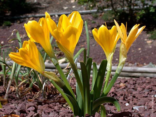 winter daffodil Angustifolia Group